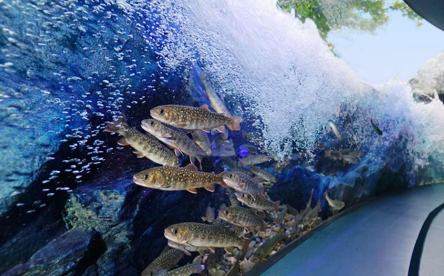 マリホ水族館の「うねる渓流の森」水槽　子どもの頃の記憶に残る川の水中景観を再現した