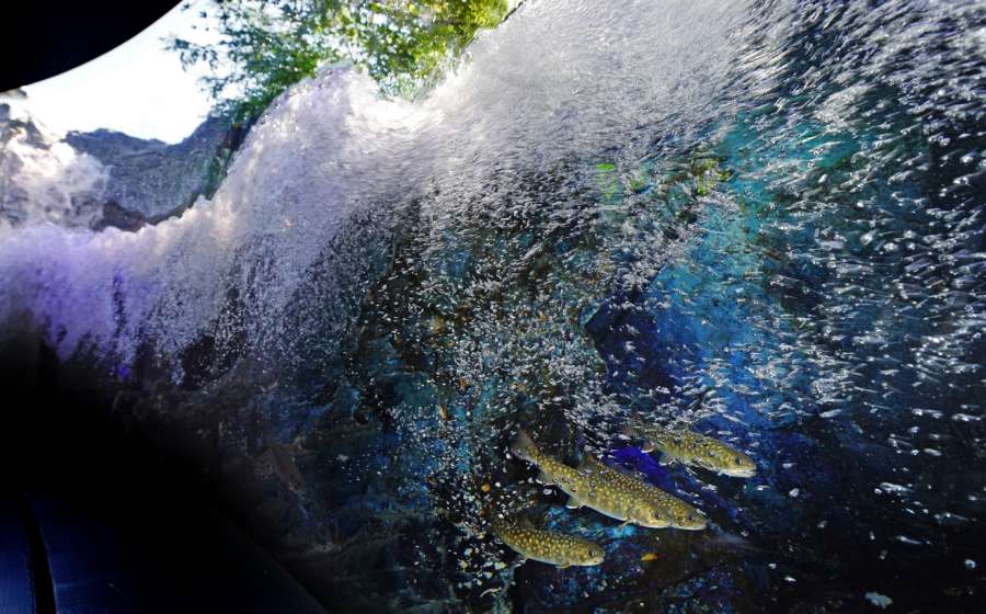 マリホ水族館の「うねる渓流の森」水槽　子どもの頃の記憶に残る川の水中景観を再現した