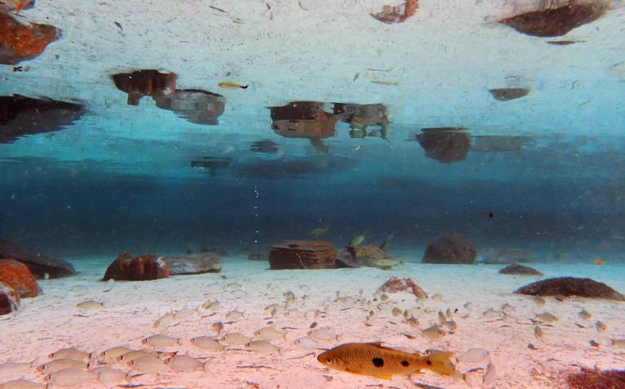 「奇跡の泉」の透き通った水、美しい水草、熱帯魚たち