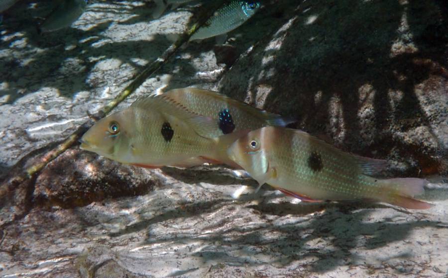 「奇跡の泉」の透き通った水、美しい水草、熱帯魚たち