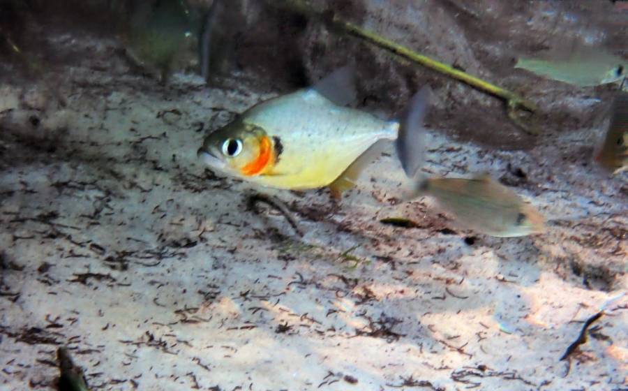 「奇跡の泉」の透き通った水、美しい水草、熱帯魚たち