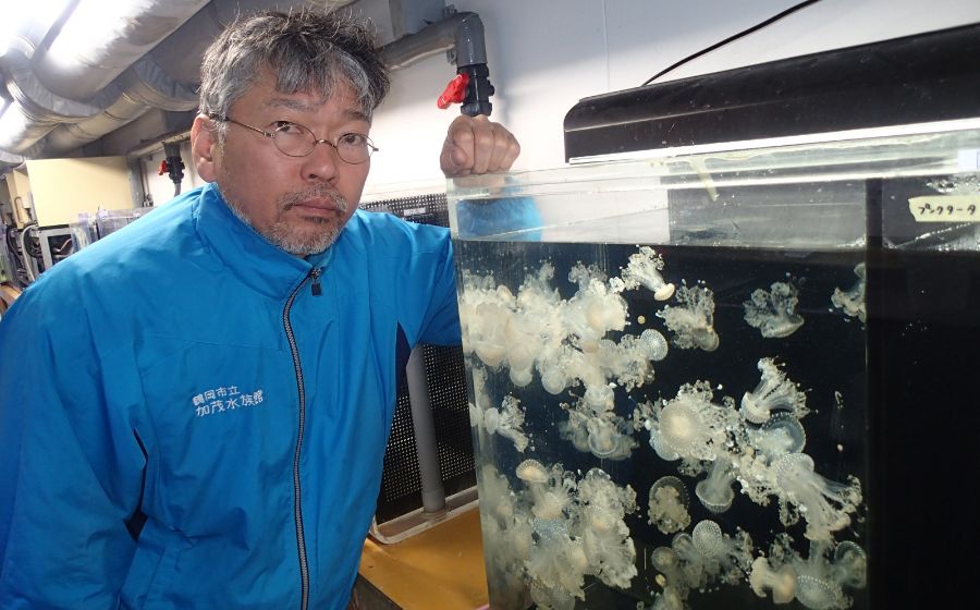100種類のクラゲの展示を目指す