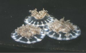 予言された水母水族館